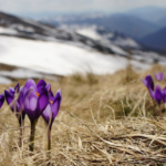 Der Frühling kommt - Sommerliche Temperaturen im März