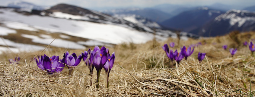 Der Frühling kommt - Sommerliche Temperaturen im März