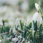 Frühling naht mit großen Schritten