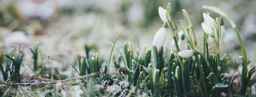 Frühling naht mit großen Schritten