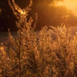 Altweibersommer bringt zur Wochenmitte bis zu 30 Grad