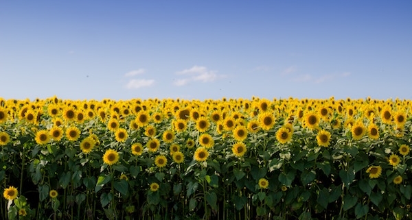 Sommer ohne Ende