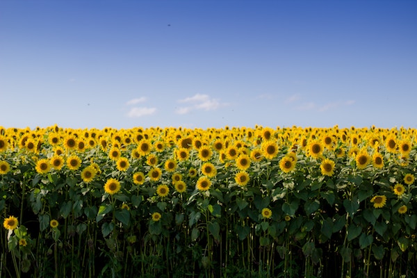 Sommer ohne Ende