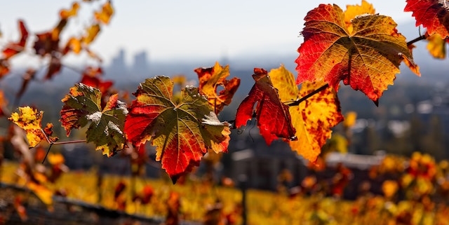 Am Wochenende sonniges Herbstwetter mit bis zu 23 Grad