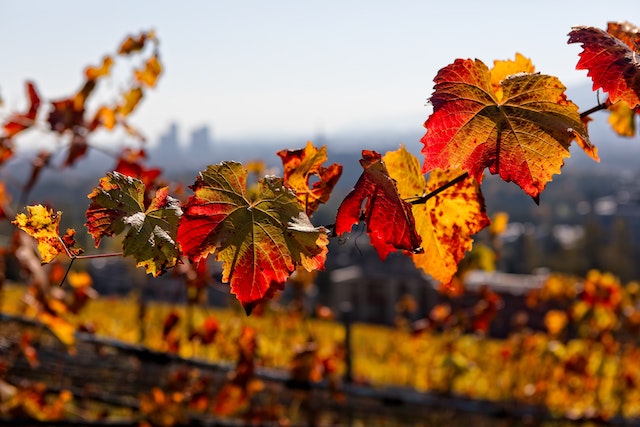 Am Wochenende sonniges Herbstwetter mit bis zu 23 Grad