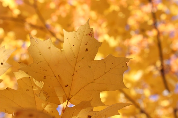 Goldener Oktober ohne Ende