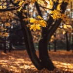 Oktoberrückblick_Ungewöhnlich sonnig mit nassem Ende