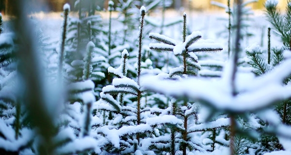 Die Wahrscheinlichkeit für weiße Weihnachten