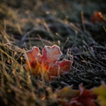 Föhnende und Morgenfrost im Flachland, aber weiterhin trocken