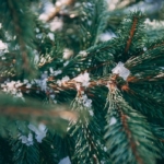 Weihnachtswetter_Trend Richtung grünes Fest