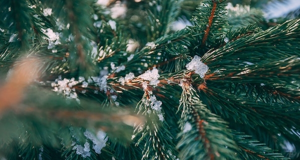 Weihnachtswetter_Trend Richtung grünes Fest