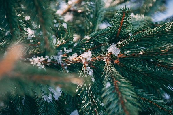 Weihnachtswetter_Trend Richtung grünes Fest