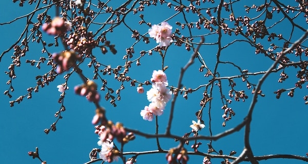 Hoch Dorit bringt den Vorfrühling