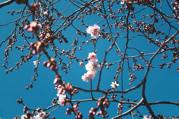 Hoch Dorit bringt den Vorfrühling