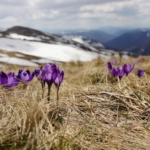 Der Vorfrühling grüßt am Wochenende