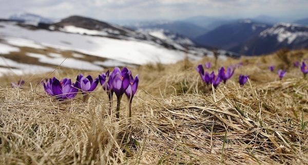 Der Vorfrühling grüßt am Wochenende