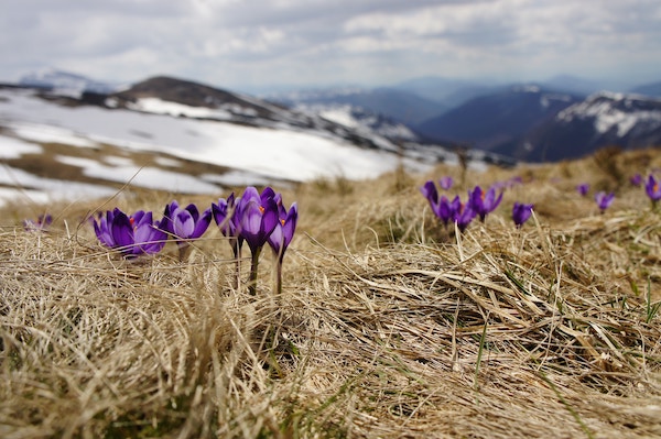 Der Vorfrühling grüßt am Wochenende